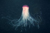 /album/jellyfish101/a7570746886-52d80d6a14-o-1-jpg/